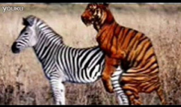 动物交配视频,揭秘奇妙的交配瞬间