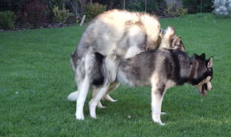 动物交配视频,揭秘奇妙的交配瞬间